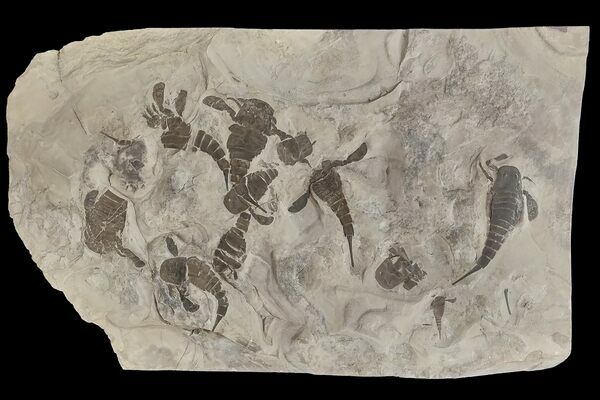 A fossil mortality plate of Eurypterids from Langs Quarry in New York.